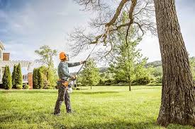 How Our Tree Care Process Works  in  Pecan Acres, TX