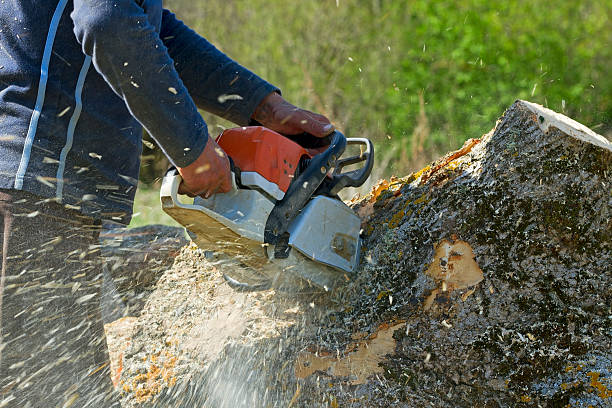 Tree and Shrub Care in Pecan Acres, TX