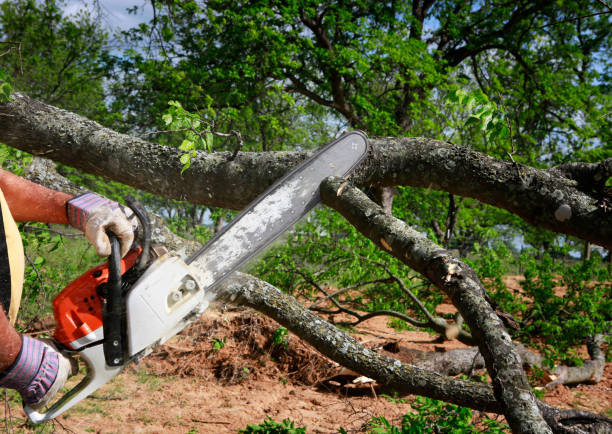 Lawn Renovation and Restoration in Pecan Acres, TX